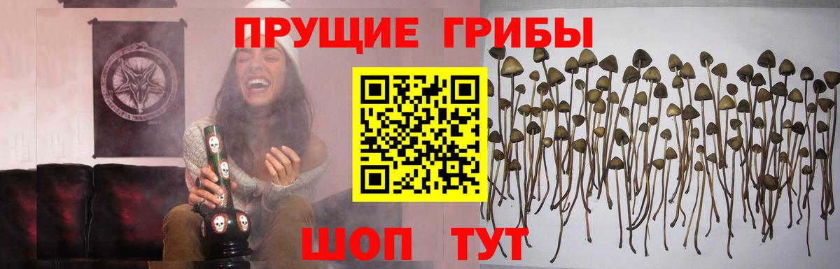 Галлюциногенные грибы прущие грибы Кандалакша